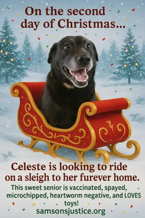 Celeste photo 3