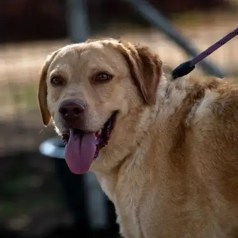 Old Yeller Jum photo 3