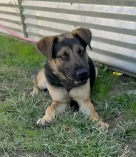 Dex photo 2