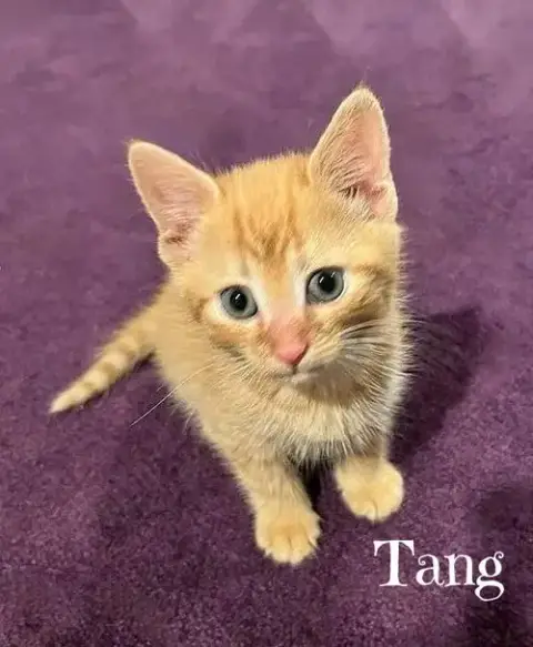 Tonic  *Kitten* photo 2