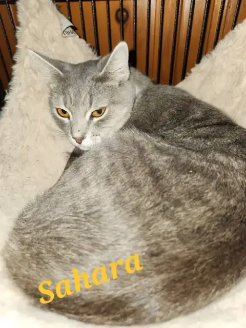 Sahara