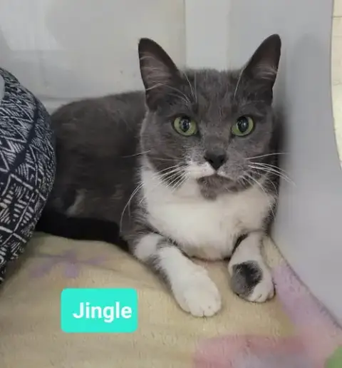 Jingle-Sponsored