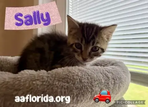 Sally photo 2