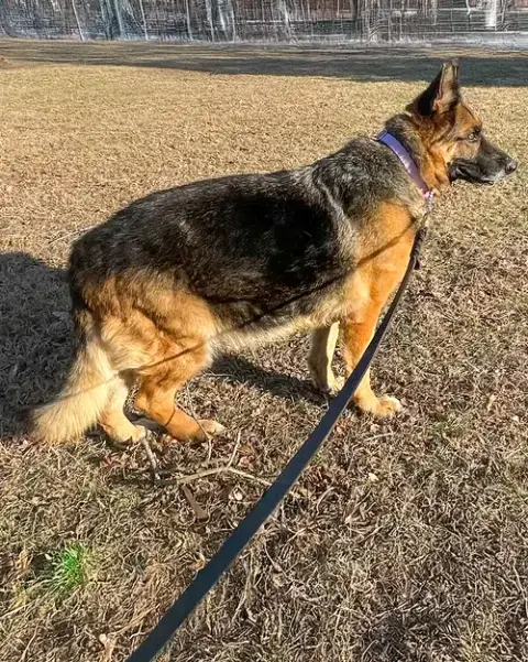 Sadie