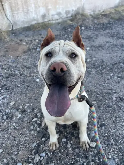 Rocco