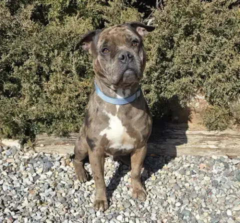 Good Boy Gustopher ~ Rare Merle American Bully photo 3
