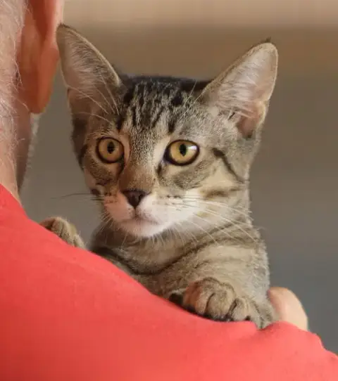 Asa