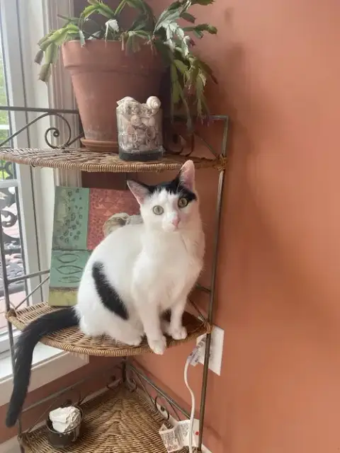 Jasmine