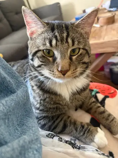 Milo