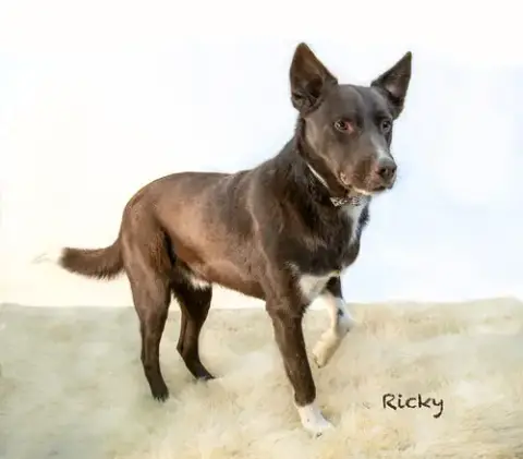 Ricky photo 3