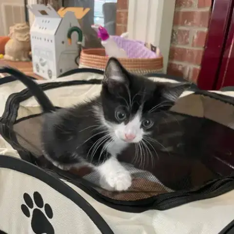 Greta