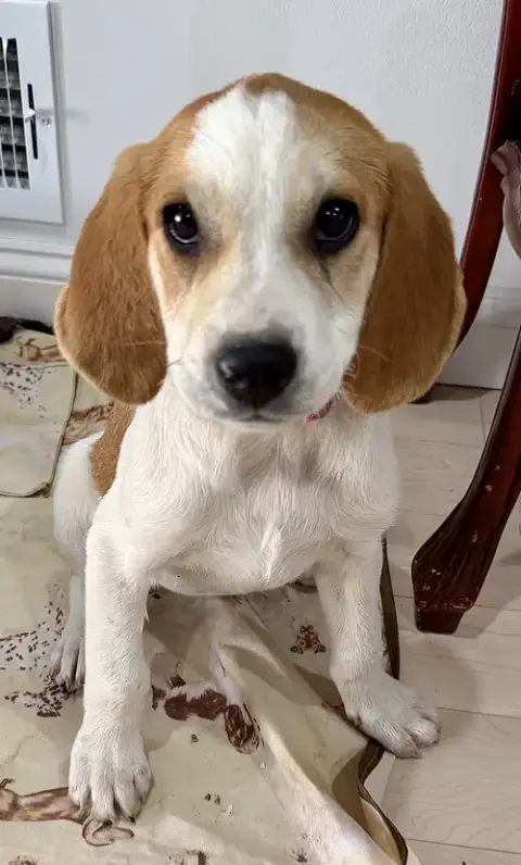Baby Sadie