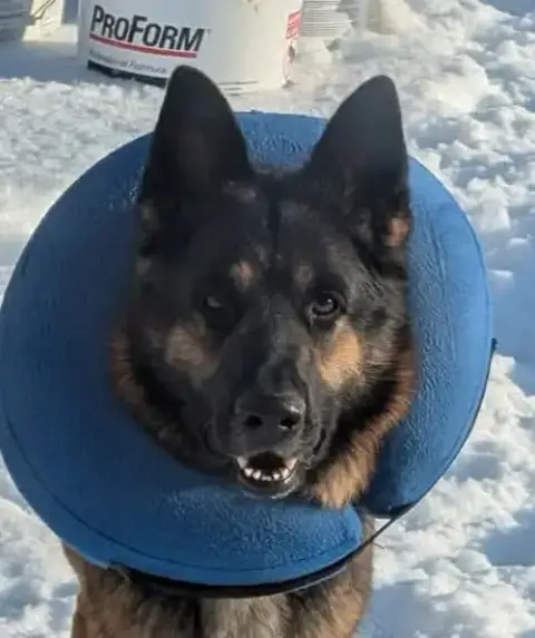 Zeus Gsd: Not At The Shelter