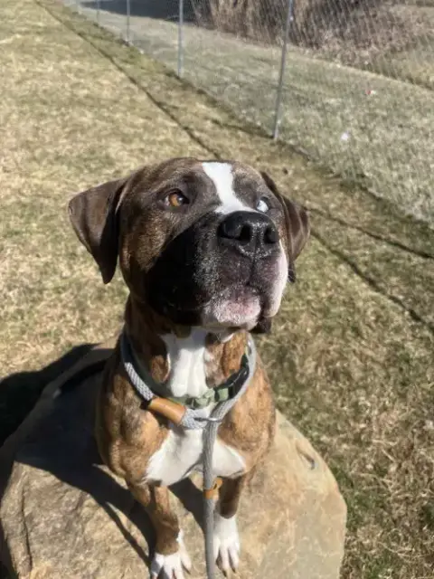 D.O.G.