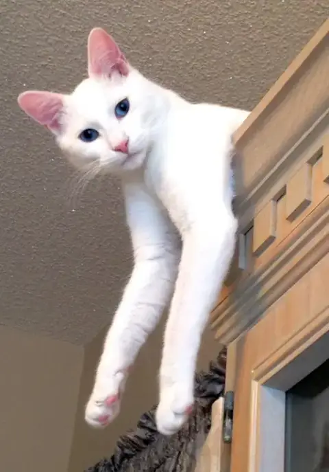 Eli