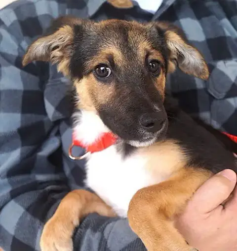 Aldo