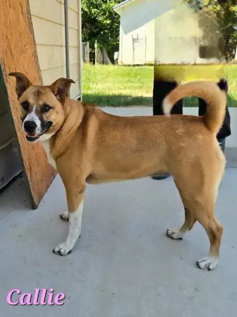 Callie photo 3