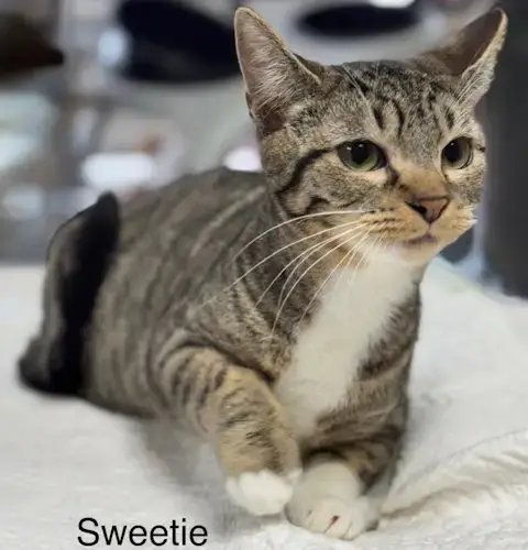 Sweetie photo 2
