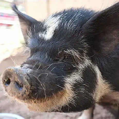 Spotted Petunia photo 2