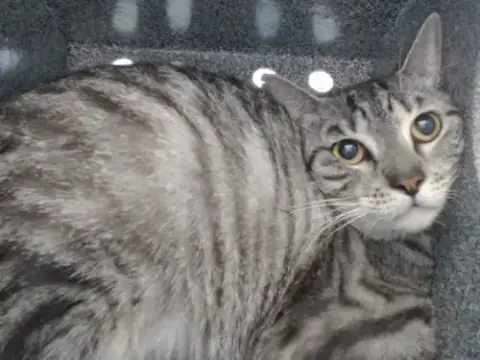 Purrsey