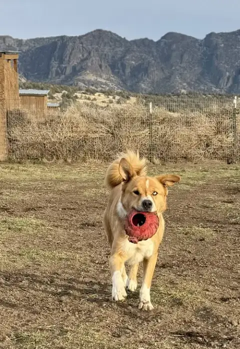 Tocho photo 2