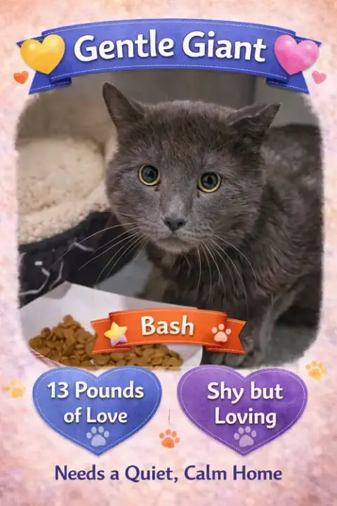 Big Cats:  11+ Pounds photo 3