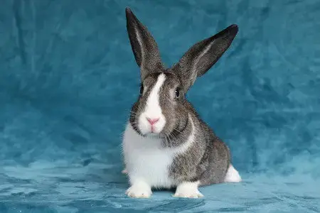 Peanut