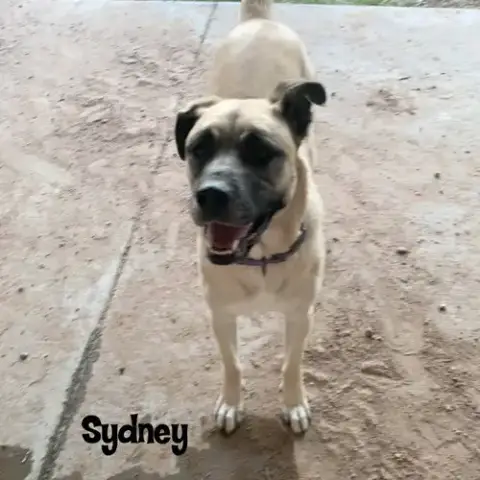 Sydney