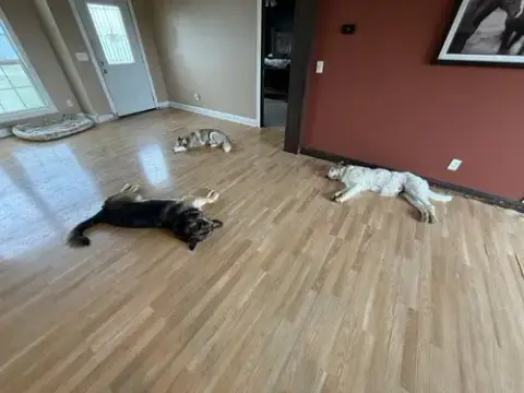 Koda photo 4