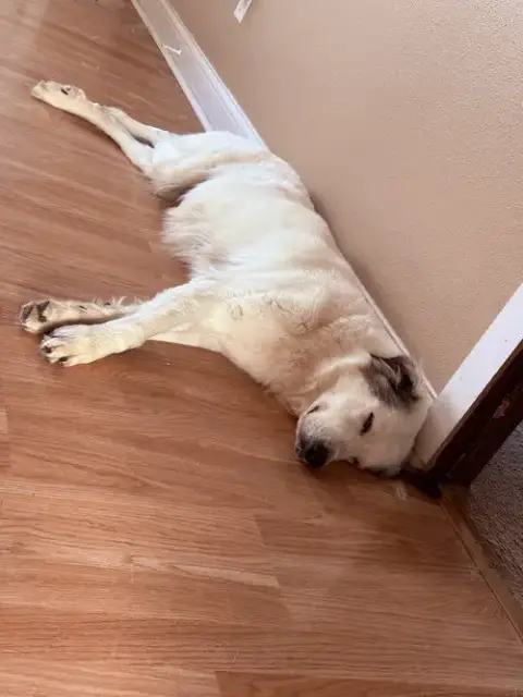 Koda photo 3