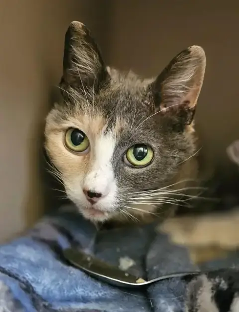 Minnie
