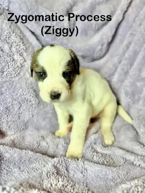 Ziggy