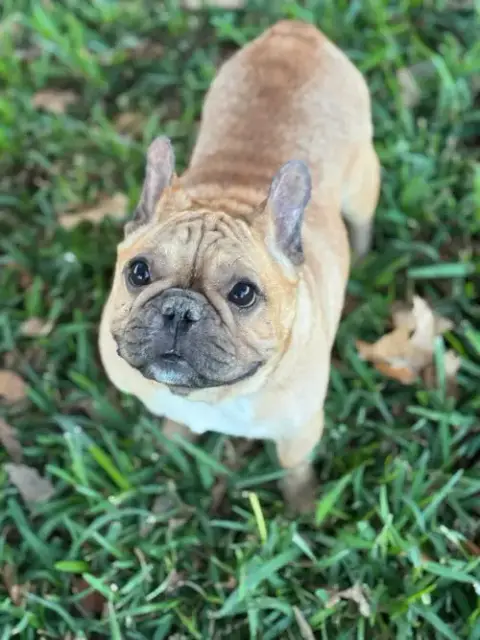 Dreaux photo 4