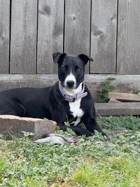 Penny Lane