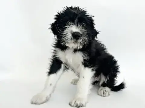 Bumble