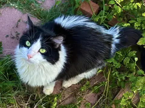 Dottie
