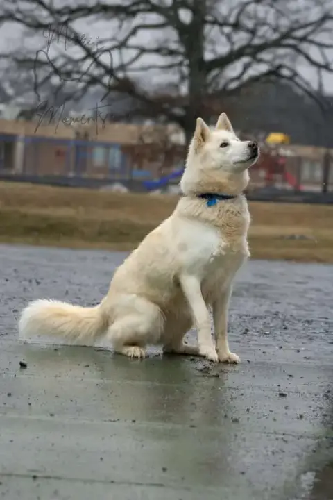 Sherry: Not At Shelter