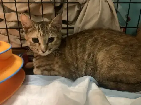Calico Cookie