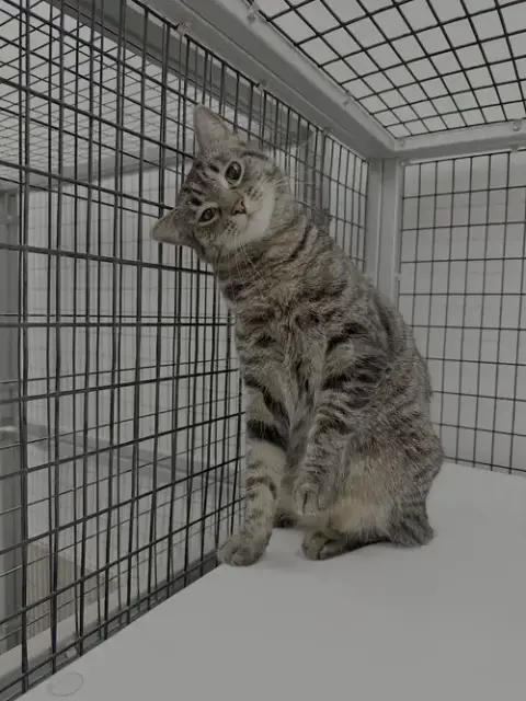 Boo