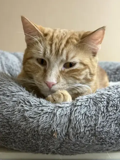 Nolan