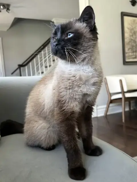 Mocha photo 3