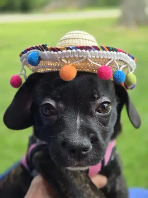 Puppy Gidget