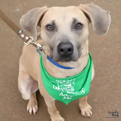Rico