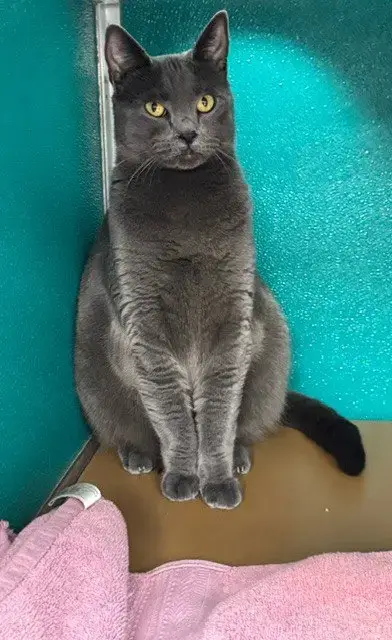 Gracie
