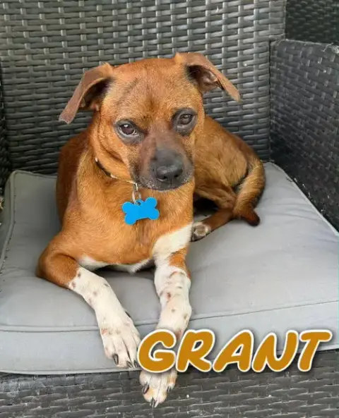 Grant