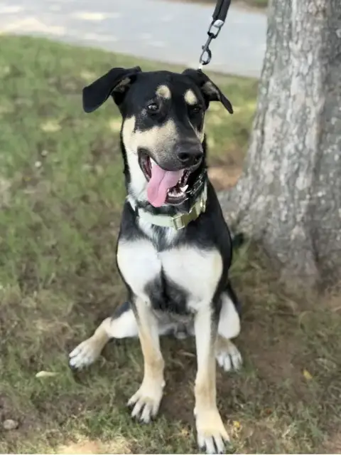 Ryker photo 4