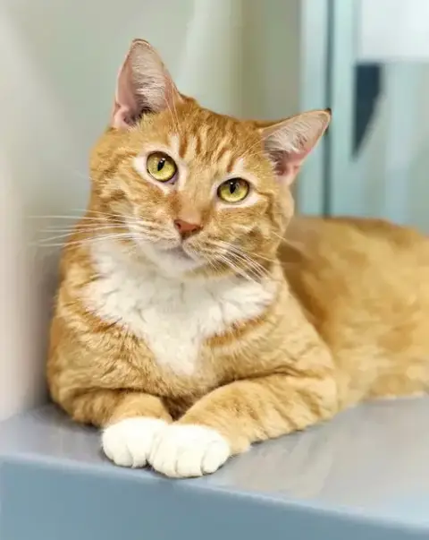 Simon