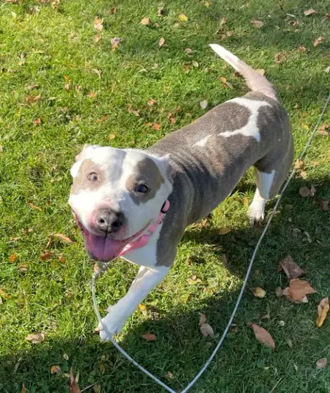 Dixie