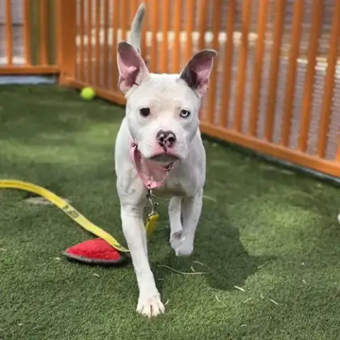 *Molly The Wonder Pup