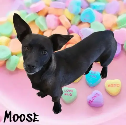 Moose photo 2
